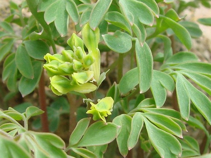 Pseudofumaria lutea