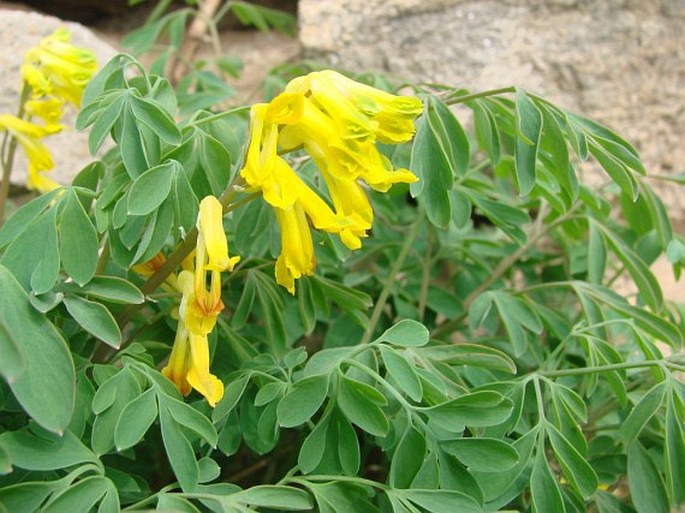 Pseudofumaria lutea