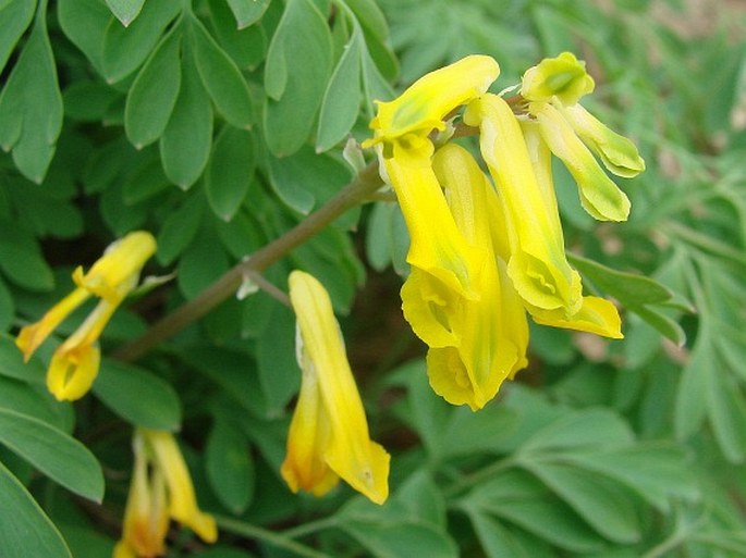 Pseudofumaria lutea