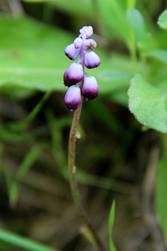 Pseudomuscari inconstrictum