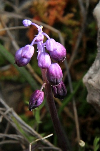 Muscari inconstrictum