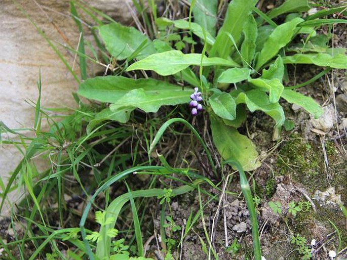 Muscari inconstrictum