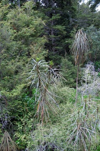 Pseudopanax crassifolius