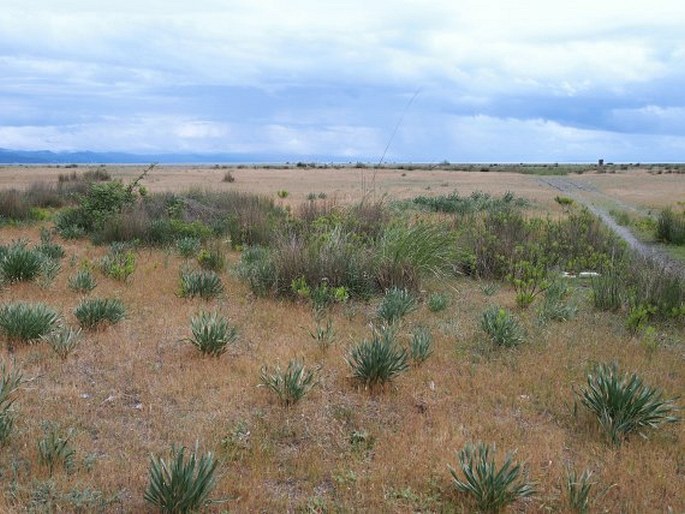 Pseudorlaya pumila