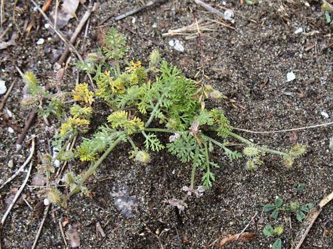 Pseudorlaya pumila