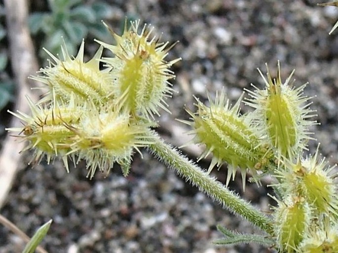 Pseudorlaya pumila