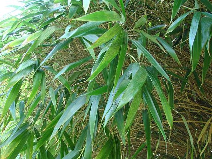 PSEUDOSASA JAPONICA (Siebold et Zucc. ex Steud.) Makino ex Nakai