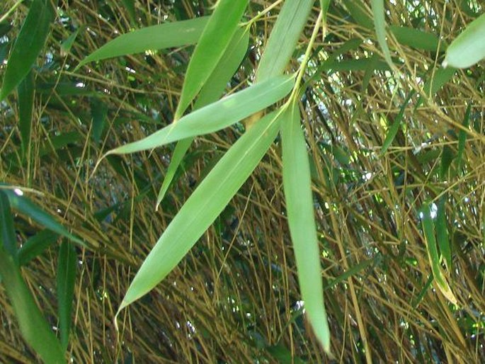 Pseudosasa japonica