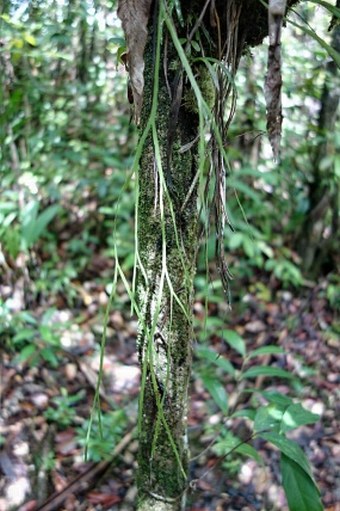 Psilotum complanatum