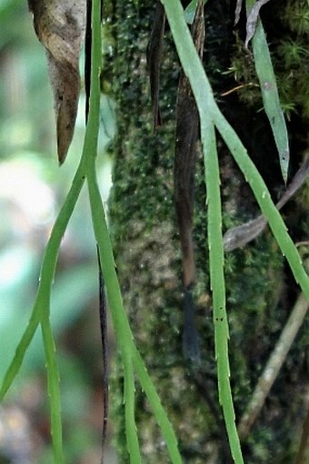 Psilotum complanatum