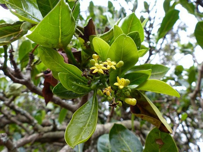 PSYCHOTRIA CAPENSIS (Eckl.) Vatke - karynta