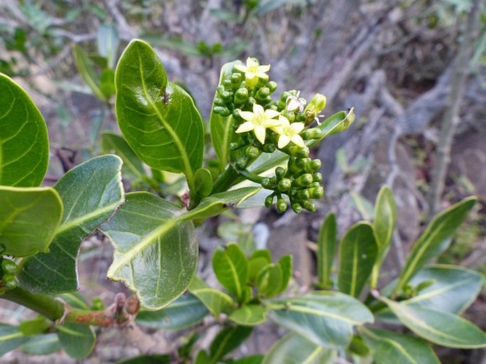 Psychotria capensis