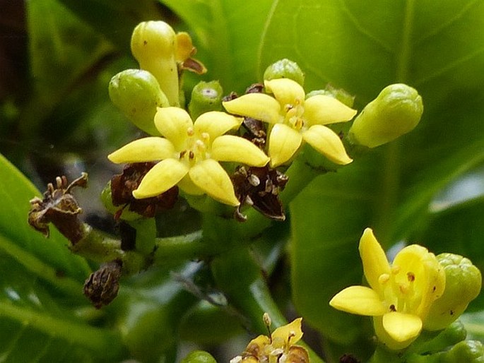 Psychotria capensis