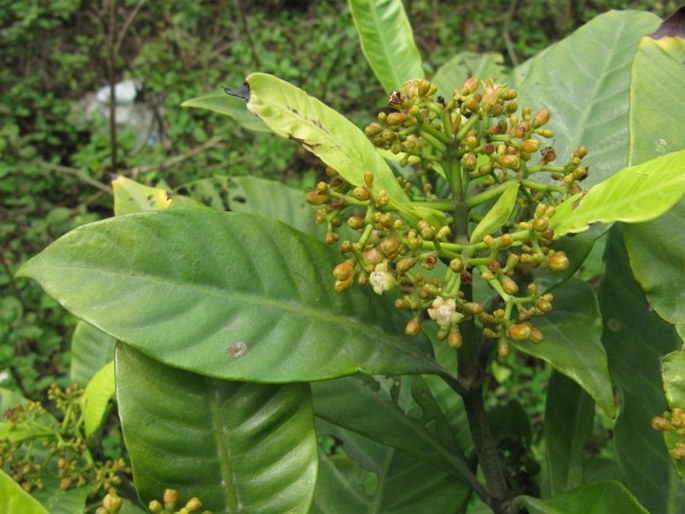 Psychotria asiatica