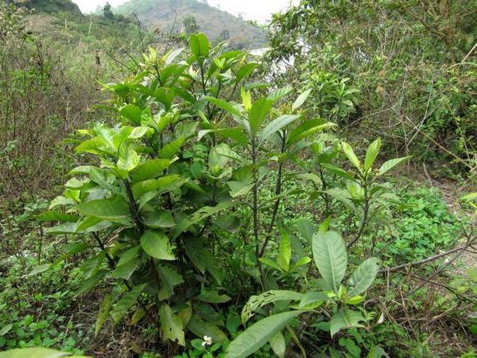 Psychotria asiatica