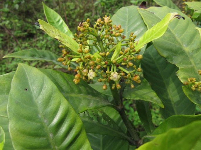 PSYCHOTRIA ASIATICA L. - karynta