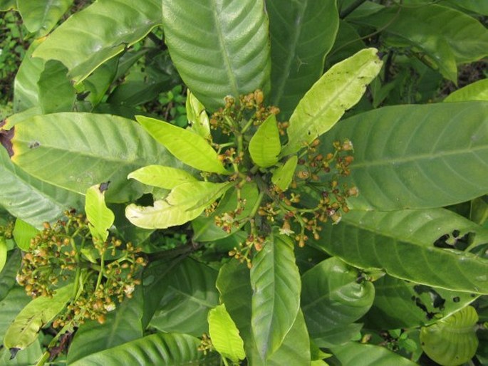 Psychotria asiatica