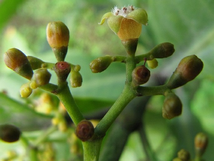 Psychotria asiatica