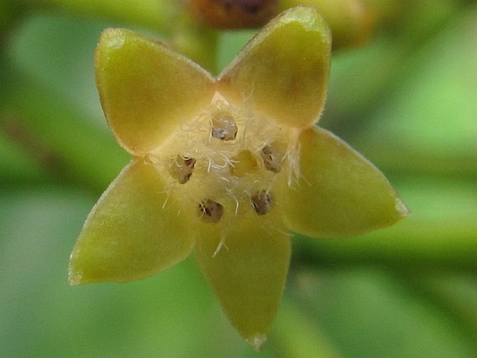 Psychotria asiatica