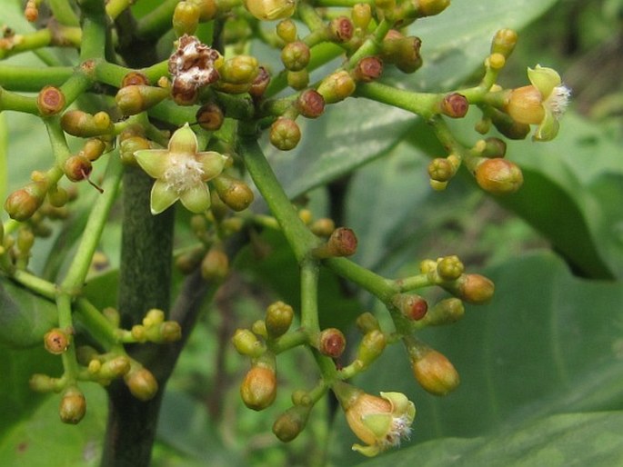 Psychotria asiatica