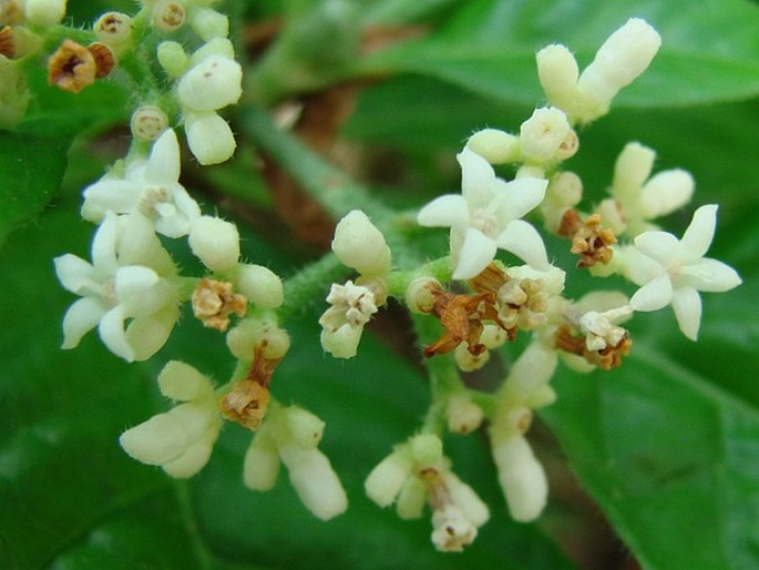 Psychotria nervosa