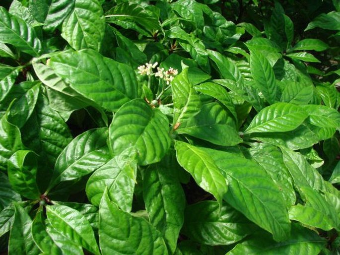 Psychotria nervosa