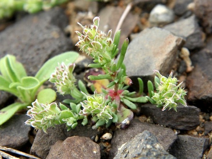 Pteranthus dichotomus