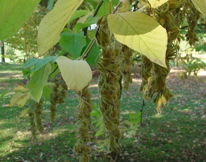 Pterostyrax hispidus