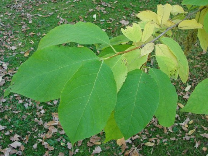 Pterostyrax hispidus