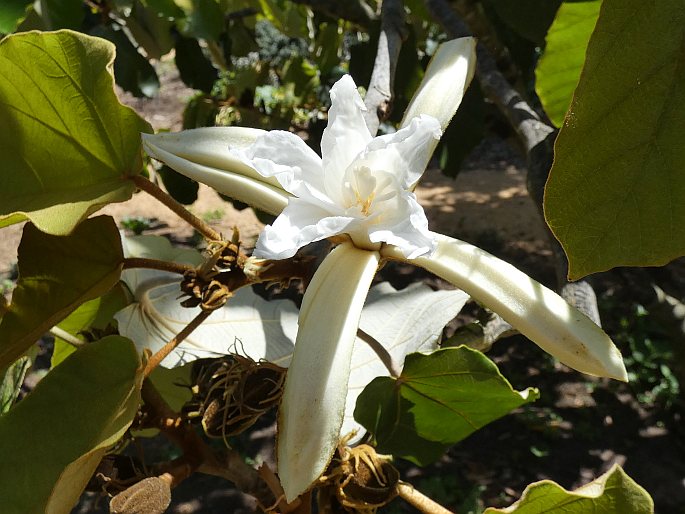 Pterospermum acerifolium