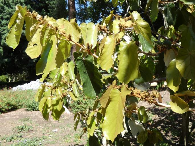 Pterospermum acerifolium