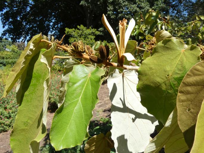 Pterospermum acerifolium