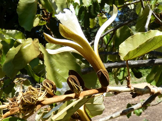 Pterospermum acerifolium