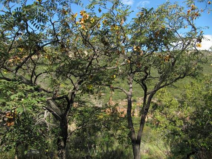 Pterocarpus angolensis