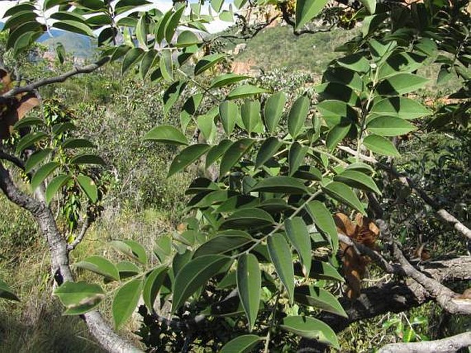 Pterocarpus angolensis