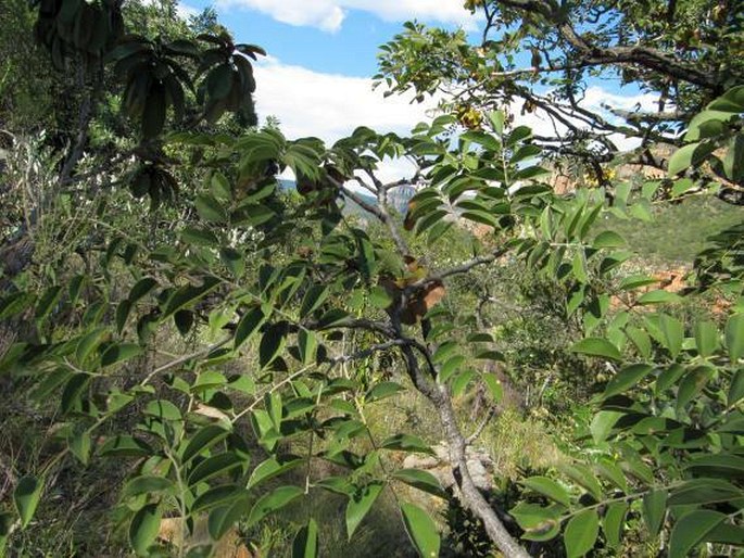 Pterocarpus angolensis