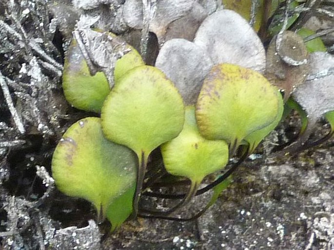 Pterozonium cyclophyllum