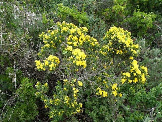 Pteronia divaricata