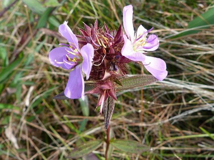 PTEROLEPIS GLOMERATA (Rottb.) Miq.