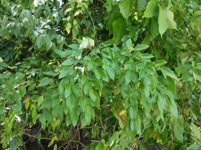 Pterocarpus indicus