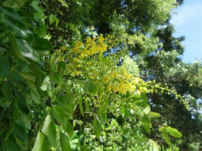 Pterocarpus indicus