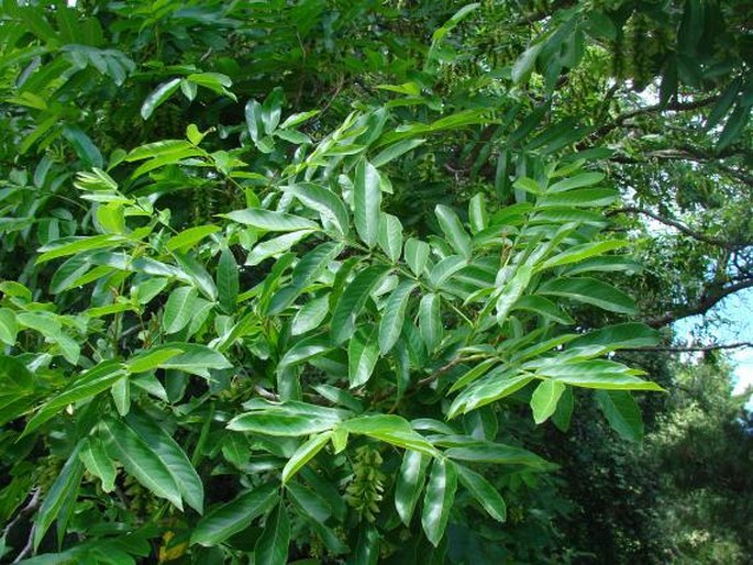 Pterocarya stenoptera