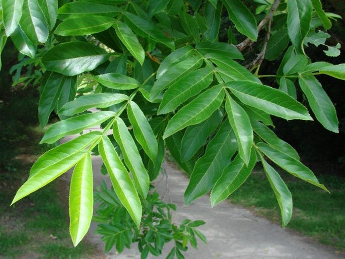 Pterocarya stenoptera