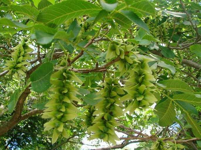 Pterocarya stenoptera