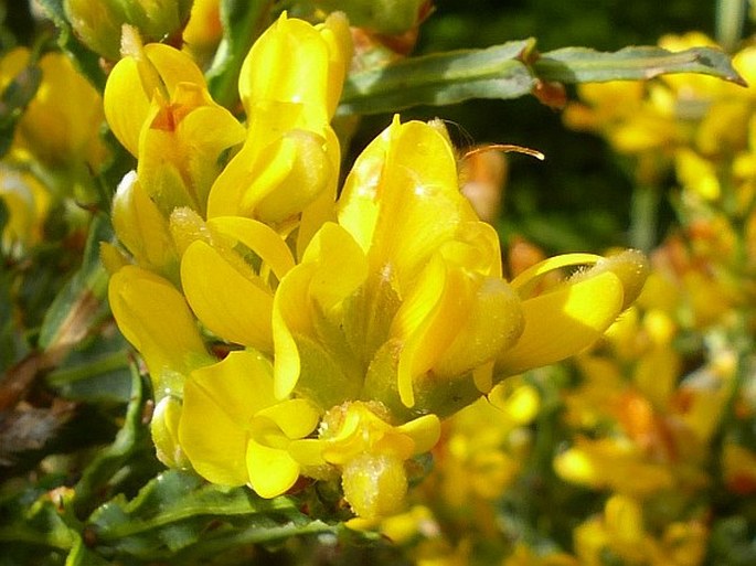 Genista tridentata