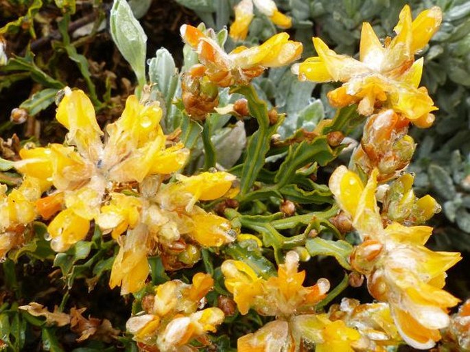 Genista tridentata