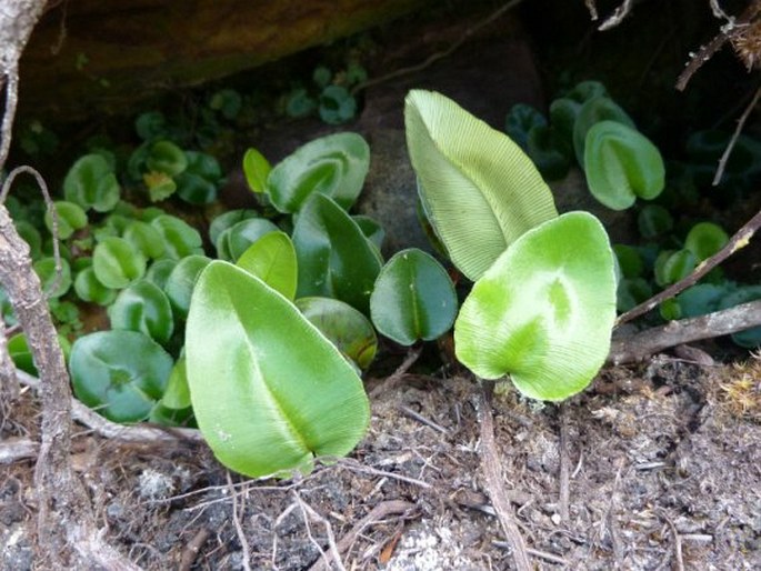 PTEROZONIUM BREVIFRONS (A. C. Sm.) Lellinger