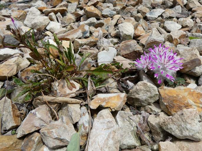 Ptilotus manglesii