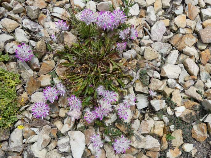 Ptilotus manglesii