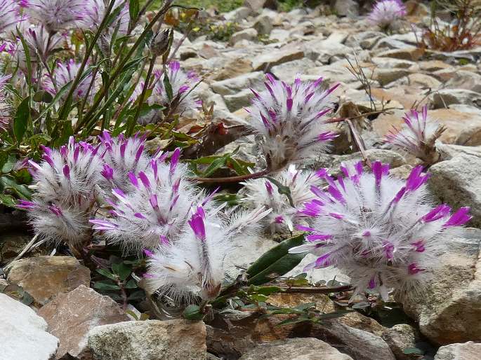 Ptilotus manglesii